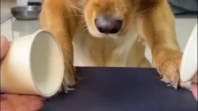 funny dog so smart hhh