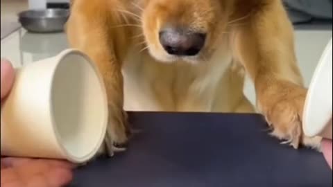 funny dog so smart hhh