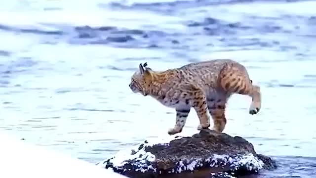 Cat jumps from one to the other place.