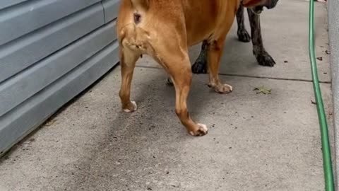 boxer dog videos