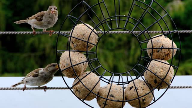 Feeding birds in a beautiful way