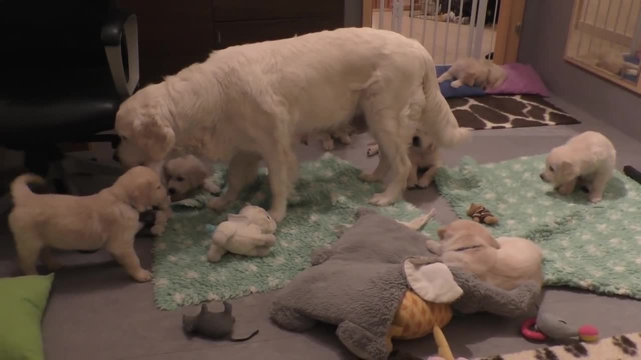 How an experienced dog mother teaches her puppies.