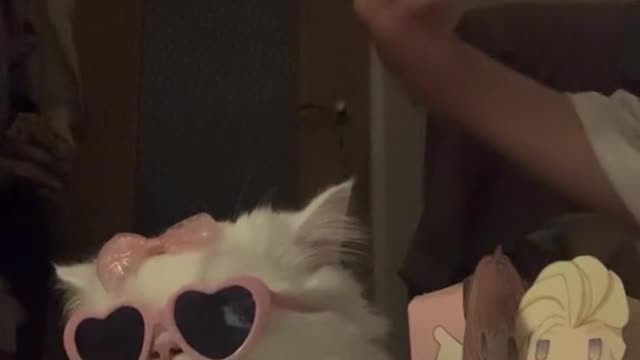 Cool little Kitty