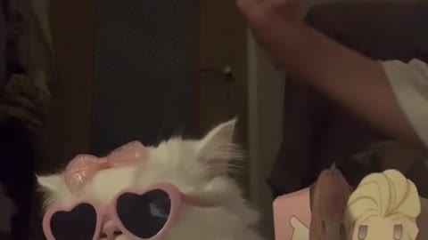 Cool little Kitty