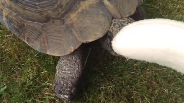 Tortoise eats Banana