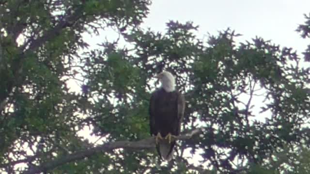 58 Toussaint Wildlife - Oak Harbor Ohio - Stand Strong In Jesus In The Face Of The Blowing Wind