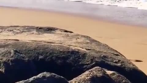 Couples wipe out by a big wave funniest video