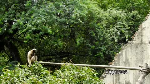 Funny Hoolock Gibbons at Delhi Zoo