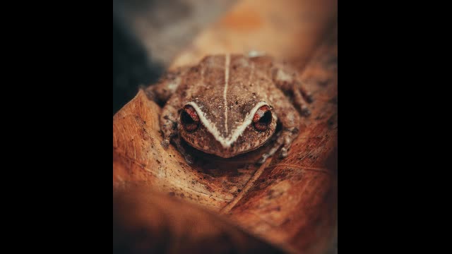 The Soothing Sound Of The Coqui Frog of Puerto Rico