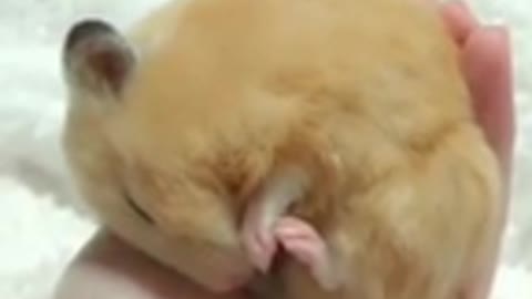 Funny Rats cat dog animals videos (2)_