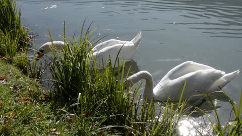 Pelicans eat grass.