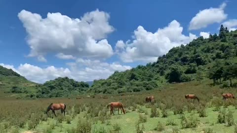 A group of horses grazing under the blue sky