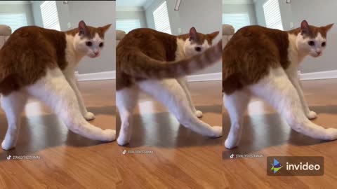 Cutest Cat ♥ Cute Animals & Funny Pets