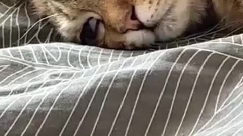 The original animal sleeping position is also so funny!!