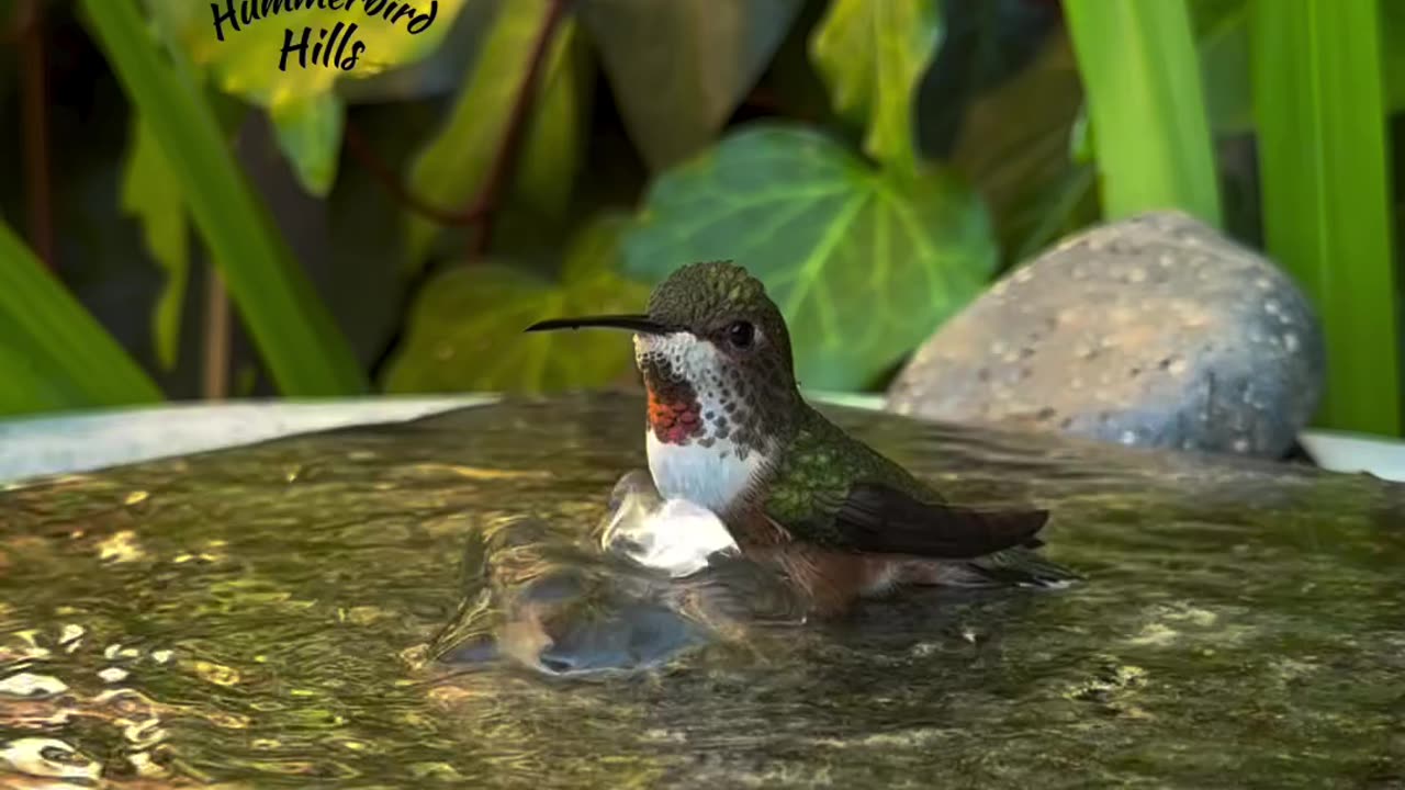 Birds nature water dancing