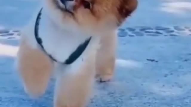 Cute and Funny Dog Videos