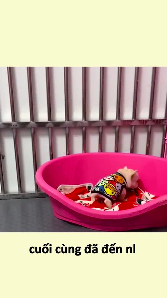 in love everyone, a lovely dog