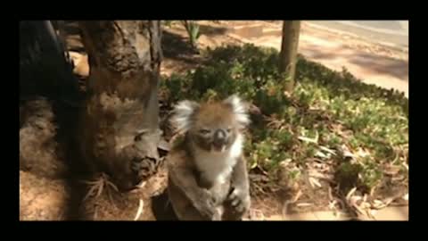 Koala Siblings Play with Each other Adorably