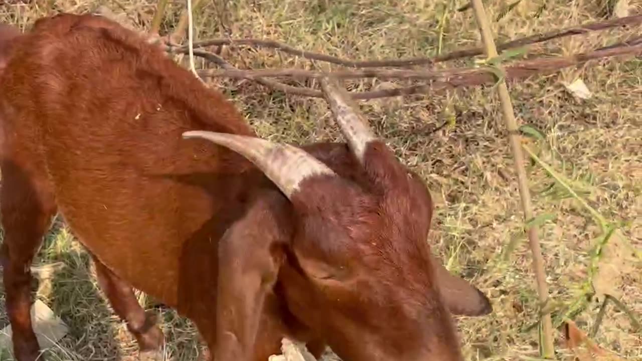 so cute red, old red, animals2