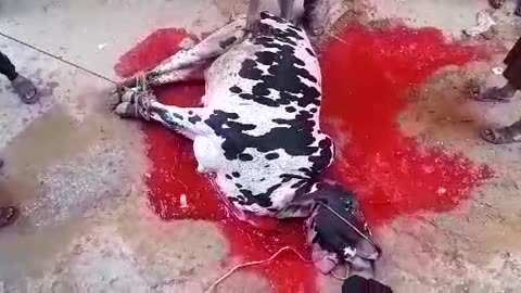 Cow sacrifice