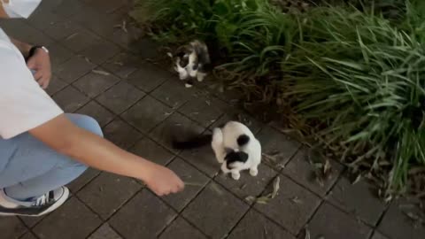 Playing with baby cats