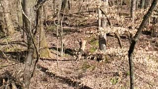 Just walking through spring trees