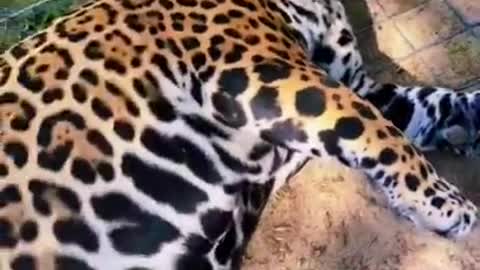 Jaguar loves belly rub