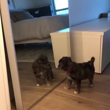 Does your puppy get surprised in front of mirror?