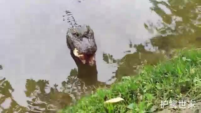 big crocodile