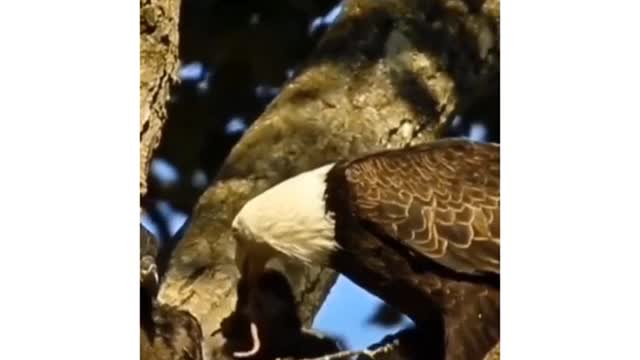 BALD EAGLE CAREFULLY FEEDING ITS YOUNG