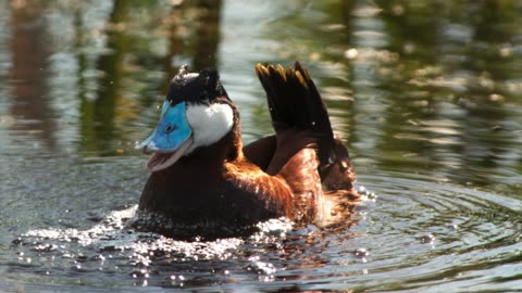 The Ruddy Duck: Close Up HD Footage (Oxyura jamaicensis)