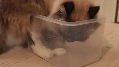 Funny and Cute Cat Videos #333