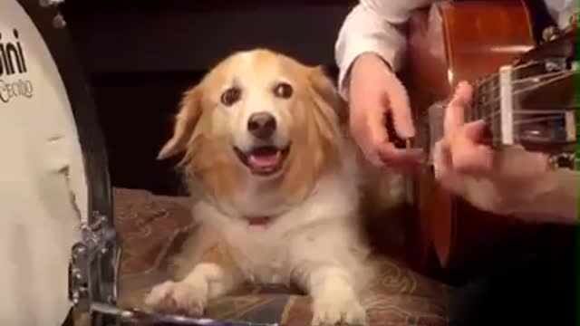 Dog playing music, so awesome