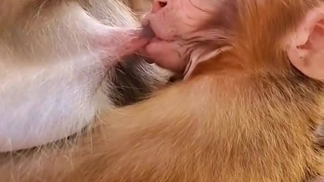 Milk feeding baby