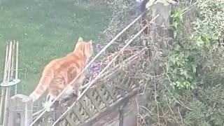 The magpies tease the cat