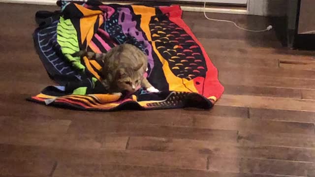 Kitty zoomies
