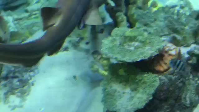 Don’t Get Close To That Shark!
