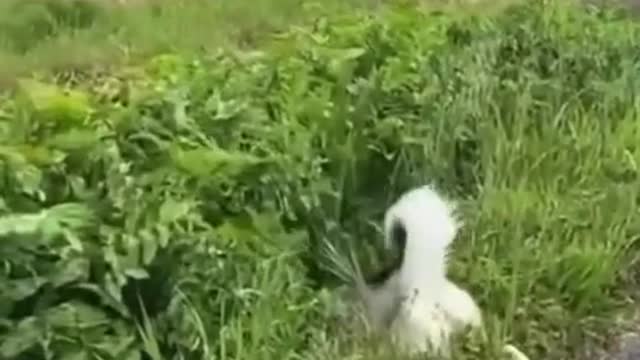 Funny dogs funny animals