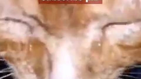 Fuñny cat videos 15 sec😺😺😺😹