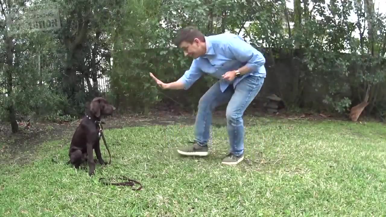 How to Teach your Dog to Stay in 3 Steps Force Free!