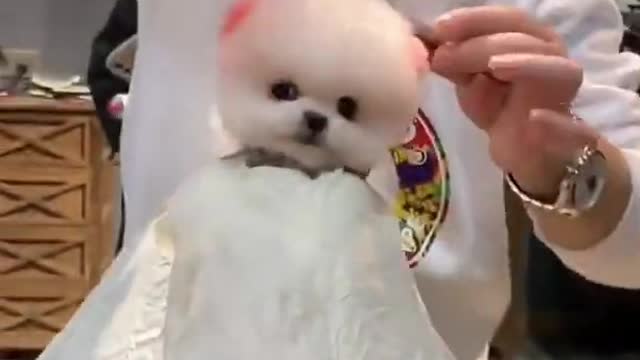 Cute Baby _ Puppies hairstyle Cutting Video