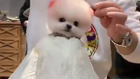 Cute Baby _ Puppies hairstyle Cutting Video