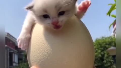 I bought an egg and than..kitty cat comes out !