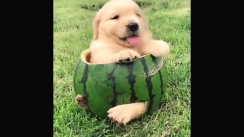 Funny pets🐕 video collection 2024.