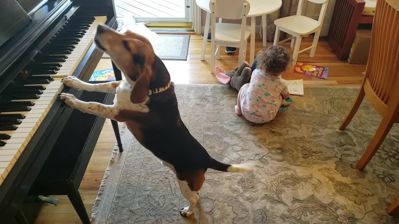 HE MOST AMAZING AND HYSTERICAL VIDEO ON THE INTERNET!!!! Feat. Buddy Mercury Dog and Lil Sis!