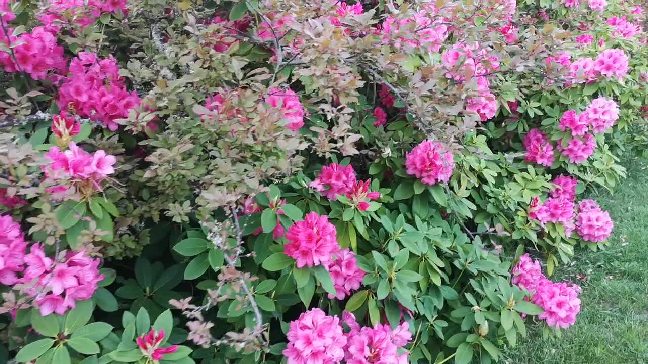 Wall of Rhododendrons