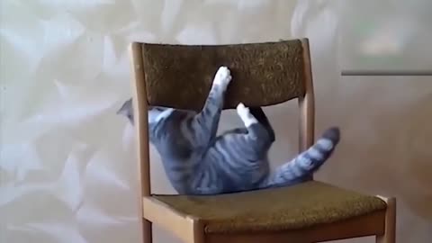Stupid Cat 🤣😂🤣😂😂