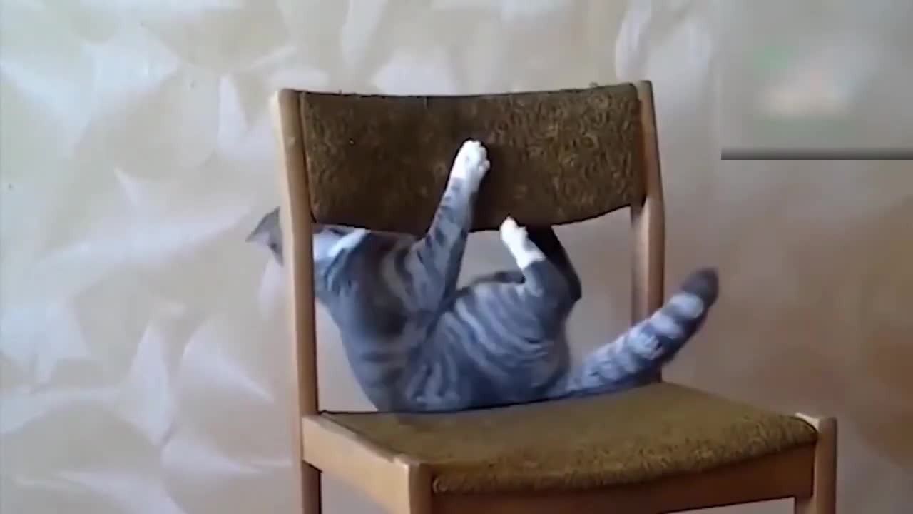 Stupid Cat 🤣😂🤣😂😂