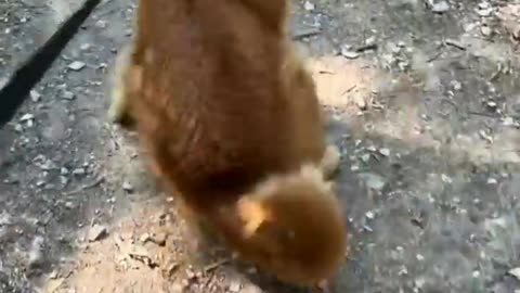 Funny Animal Videos 2024 Best Dogs And Cats Videos 😺😍short,viral,tiktok