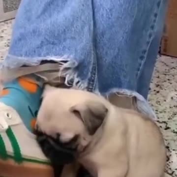 pupps and kittens of 2021 cute